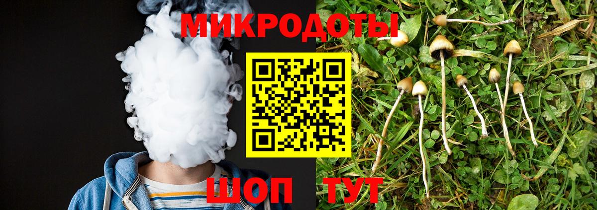 Галлюциногенные грибы Psilocybe Гурьевск